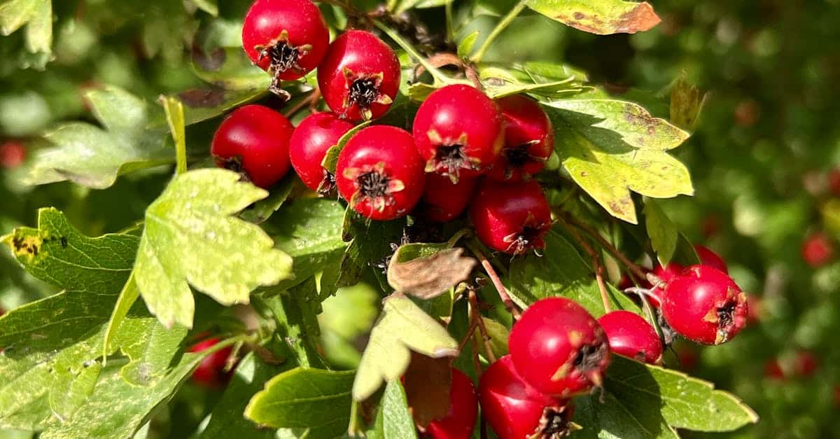 Fruit défendu — infusion BIO fruits rouges hibiscus en vrac · Cofftea Paris 5